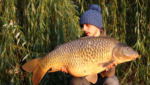A 39 lb 6 oz carp from Laroussi, Nathan Hau, Oct 2018