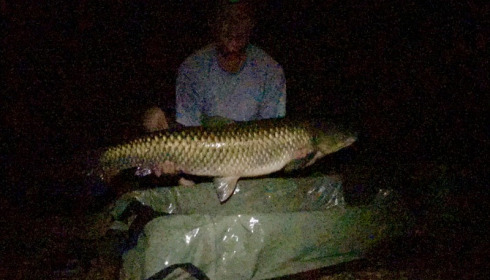 A 36 lb 3 oz grass carp from Laroussi, Neil Hyatt, Aug 2018