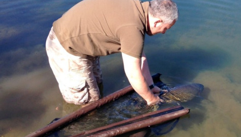 A fish from Laroussi, Releasing the big tench , Apr 2014