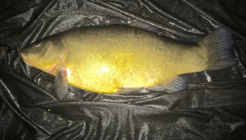 A fish from Laroussi, Jason Williams Tench 12lb8oz, May 2015