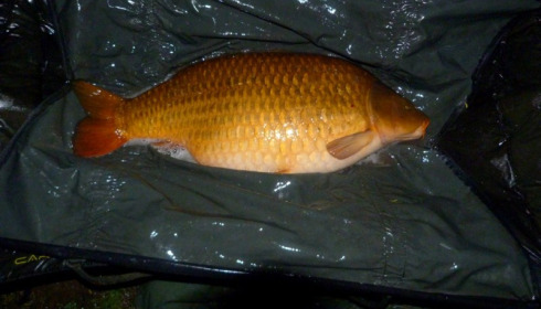 A 44 lb 12 oz carp from Laroussi, The pretty common of David Passoni, May 2015