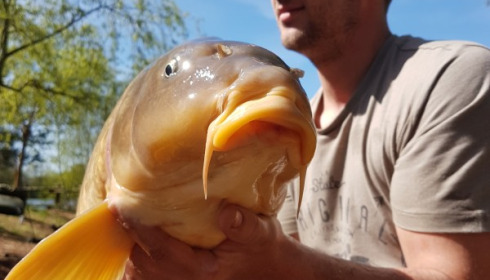 A carp from Laroussi, Apr 2017