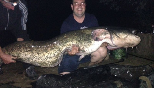 A 120 lb catfish from Laroussi, Mark Harding, Aug 2013