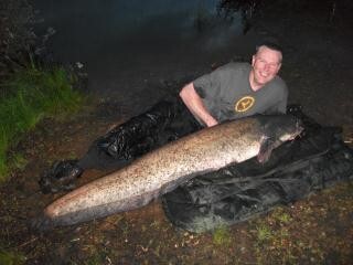 A 115 lb catfish from Laroussi, May 2013