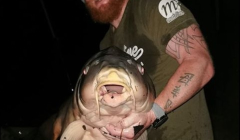 A carp from Laroussi, Luke Organ, Oct 2019