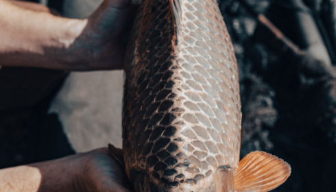 A carp from Lepinet North, Apr 2023