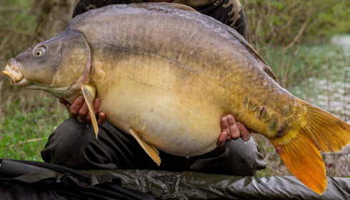 A carp from Lepinet North, Apr 2023