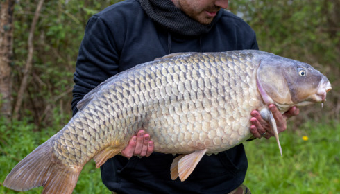 A carp from Lepinet North, Apr 2023