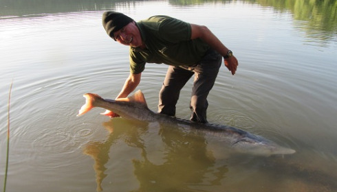 A fish from Lepinet North, sturgeon, Sep 2021