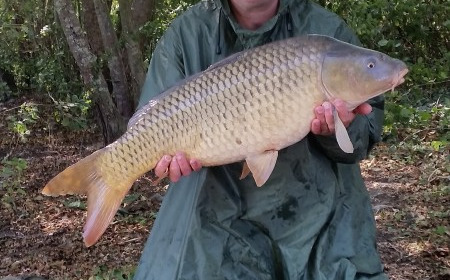 A carp from Lepinet North, Martin Miller, Sep 2019