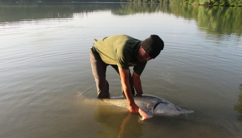 A fish from Lepinet North, sturgeon, Sep 2021