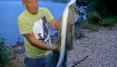 A carp from Lepinet South, dave h, Aug 2021