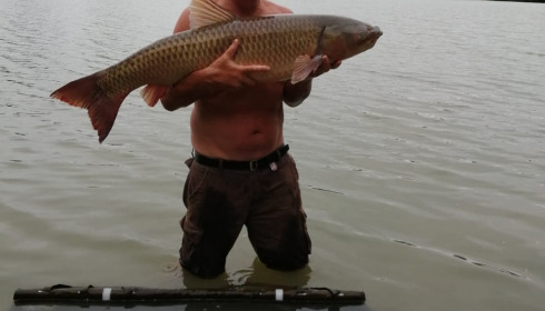 A grass carp from Lepinet South, dave h, Aug 2021
