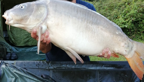 A carp from Lepinet South, Aug 2021