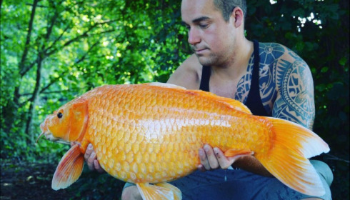 A carp from Lepinet South, Aug 2019