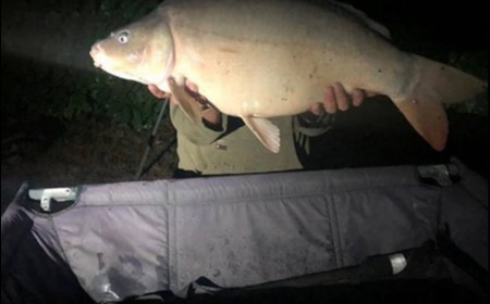 A 29 lb 10 oz carp from Lillybelle, Steve Easton, Sep 2018