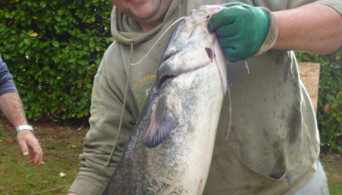 A 22 lb catfish from Lillybelle, Stocking, Oct 2014
