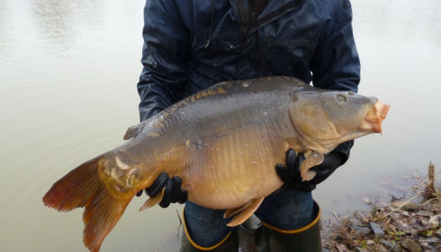 A 35 lb carp from Lillybelle, Stocking, Jan 2015