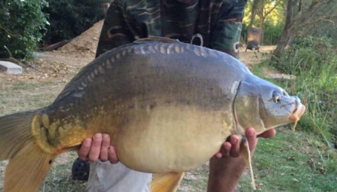 A carp from Lillybelle, Damien Owen, Sep 2014