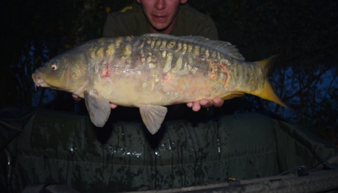A carp from Lillybelle, Martin Earlam, Aug 2015