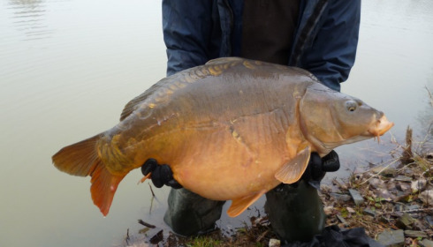 A 40 lb 8 oz carp from Lillybelle, Stocking, Jan 2015
