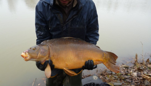 A 34 lb carp from Lillybelle, Stocking, Jan 2015