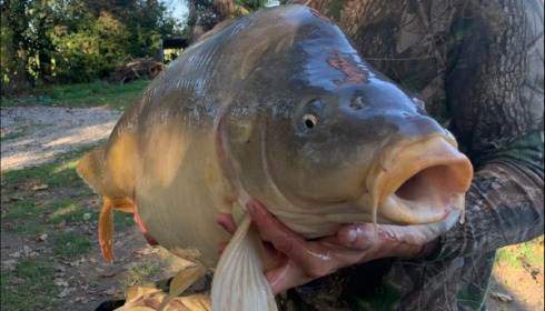 A 36 lb carp from Lillybelle, Arry Farrow, Oct 2019