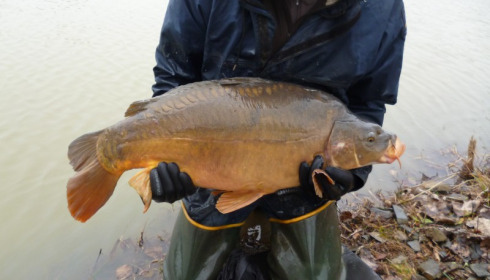 A 30 lb carp from Lillybelle, Stocking, Jan 2015