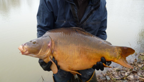 A 37 lb carp from Lillybelle, stocking, Jan 2015