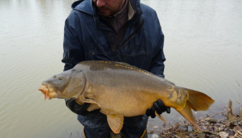 A 34 lb carp from Lillybelle, Stocking, Jan 2015