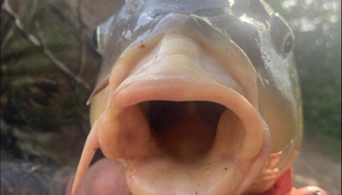 A 28 lb carp from Lillybelle, Paul Farrow, Oct 2019