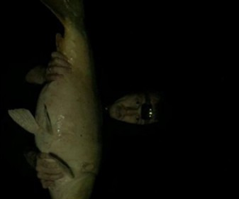 A 35 lb 4 oz carp from Lillybelle, Jack Easton, Sep 2018
