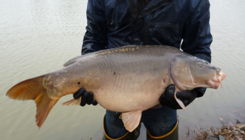 A 33 lb carp from Lillybelle, Stocking, Jan 2015