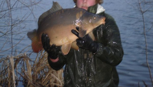 A carp from Lillypool, One of the new stock added in January, Jan 2011