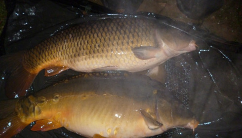 A 22 lb carp from Lillypool, Stocking, Jan 2015