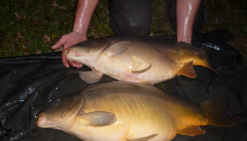 A 22 lb carp from Lillypool, Stocking, Jan 2015