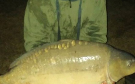 A 28 lb carp from Lillypool, Phil Milner, Oct 2016