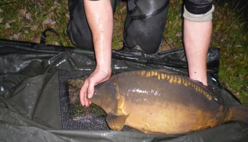 A 22 lb carp from Lillypool, Stocking, Jan 2015
