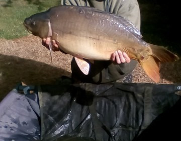 A 20 lb carp from Lillypool, Phil Milner, Jul 2017
