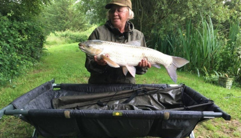 A grass carp from Lillypool, Fran Hill, Jun 2016