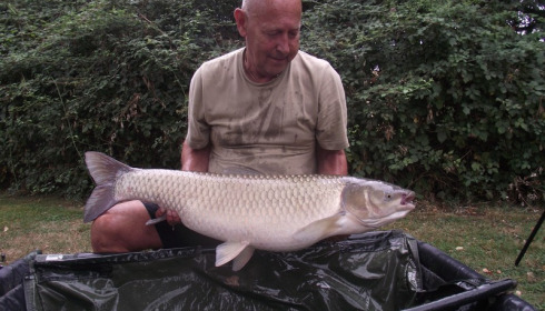 A 31 lb grass carp from Lillypool, Dave Lock, Sep 2016