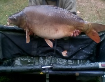 A 31 lb carp from Lillypool, Phil Milner, Jul 2017