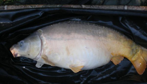 A carp from Lillypool, Alan Pattinson aka the lone ranger, Apr 2011