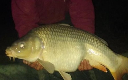 A 29 lb carp from Lillypool, Alan Polley, Oct 2016