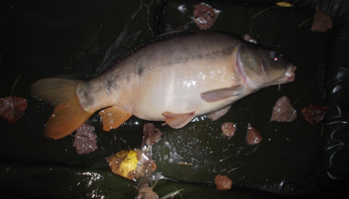 A 24 lb 5 oz carp from Lillypool, Mark Antrobus, Sep 2013