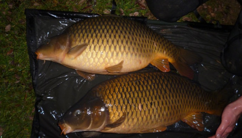 A 21 lb carp from Lillypool, Stocking, Jan 2015