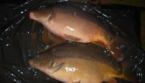 A 21 lb carp from Lillypool, Stocking, Jan 2015