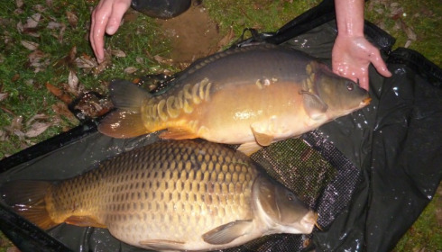 A 20 lb carp from Lillypool, Stocking, Jan 2015