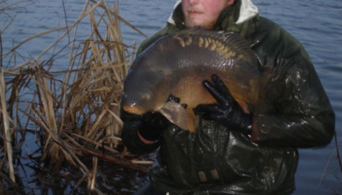 A carp from Lillypool, One of the new stock added in January, Jan 2011
