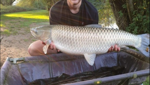 A 39 lb grass carp from Lillypool, Tom Turner, Oct 2019